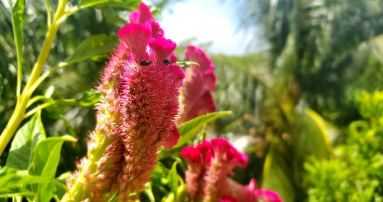 Layla Guesthouse Puerto Morelos Luaran gambar